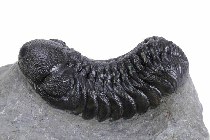 Detailed Austerops Trilobite - Ofaten, Morocco #359599